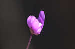 Eastern purple bladderwort